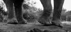 Close-up of an African elephants feet-Loxodonta Africana Mashatu Game Reserve-Botswana Art Print